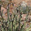 Image of Euphorbia stolonifera Marloth ex A. C. White, R. A. Dyer & B. Sloane