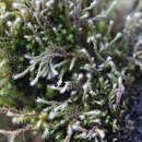 Image of <i>Hedwigia emodica</i>