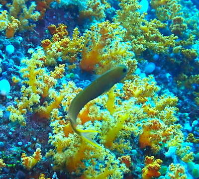 Image of Midas coralblenny