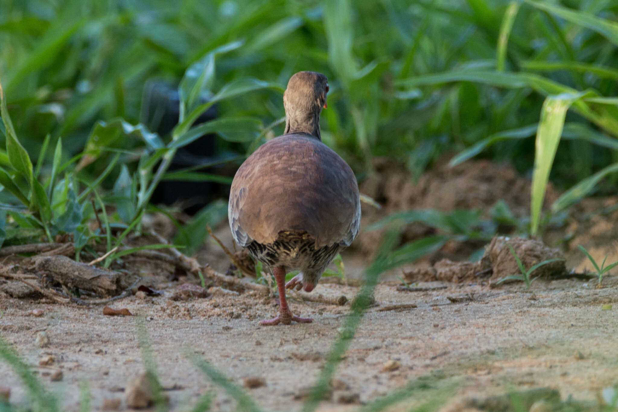 Image of Small-billed Tinamou