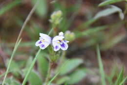 Image of Craterostigma hirsutum S. Moore