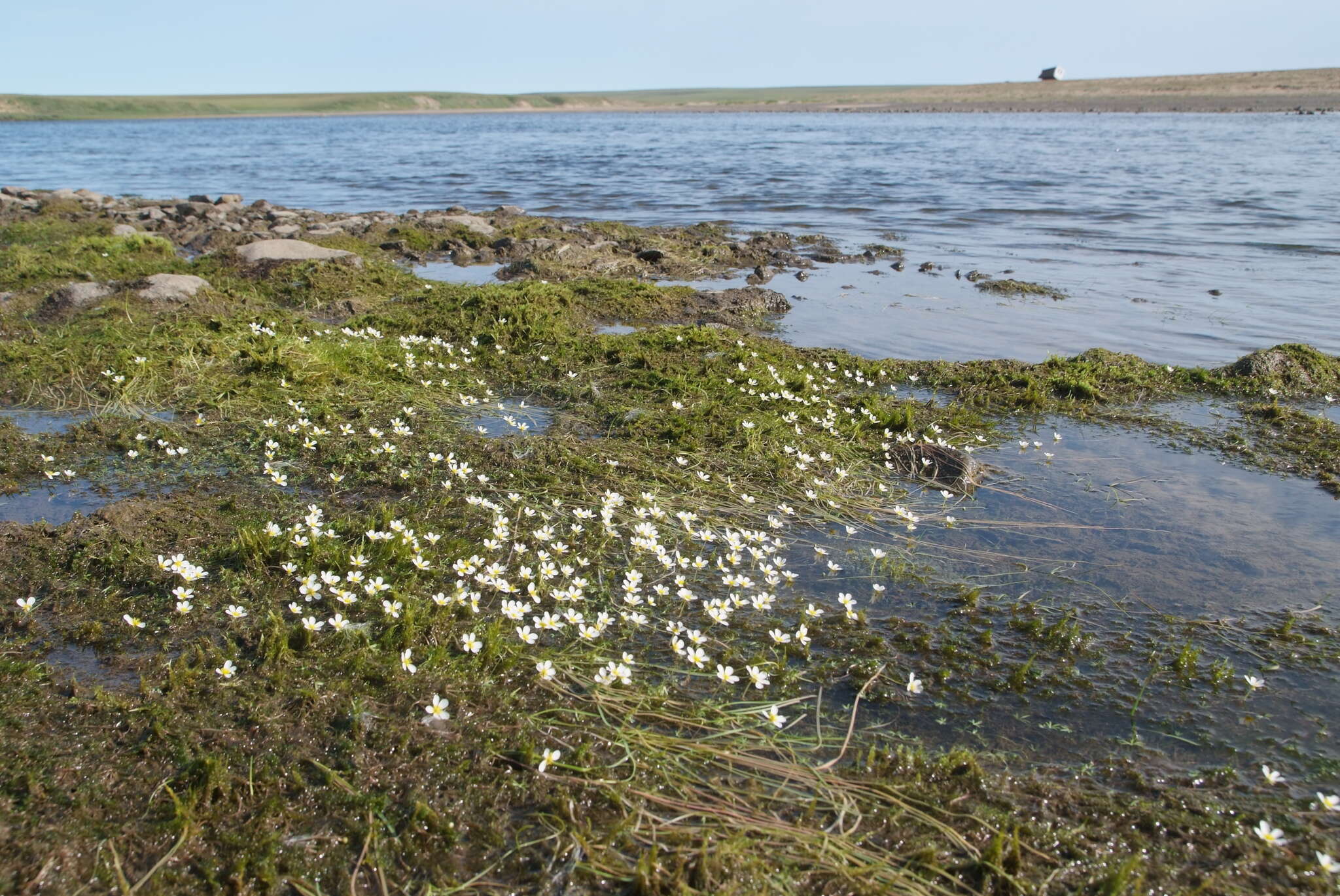 Image of Panarctic Water-Crowfoot