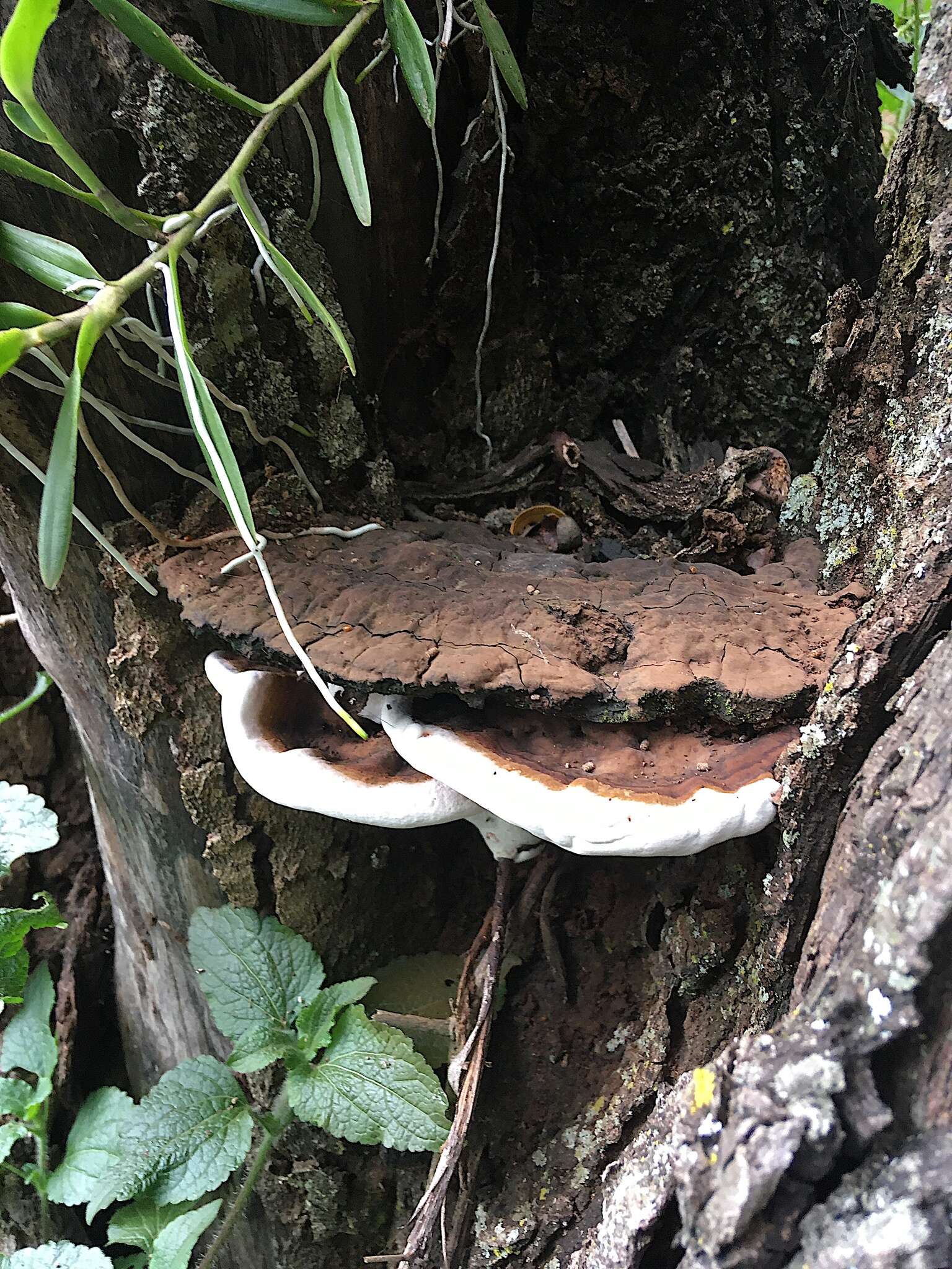 Image of Ganoderma australe (Fr.) Pat.