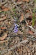 Image of Lobelia gibbosa Labill.