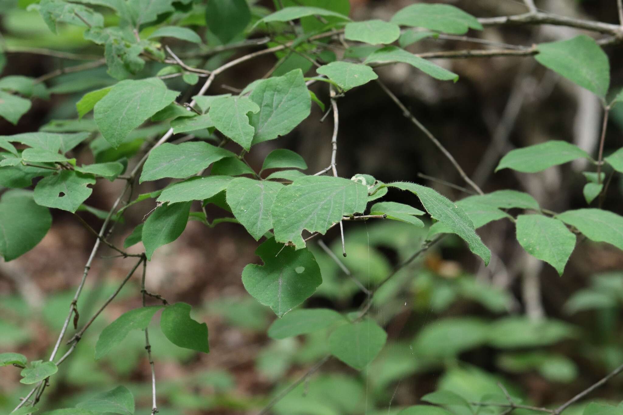 Image of Lonicera praeflorens Batalin