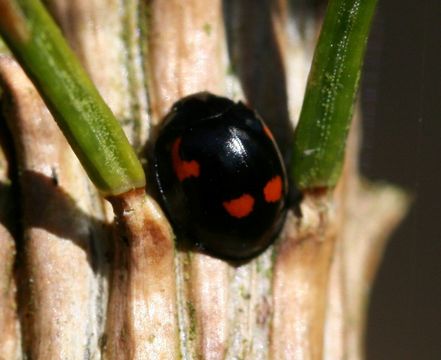 Image of <i>Exochomus quadripustulatus</i>