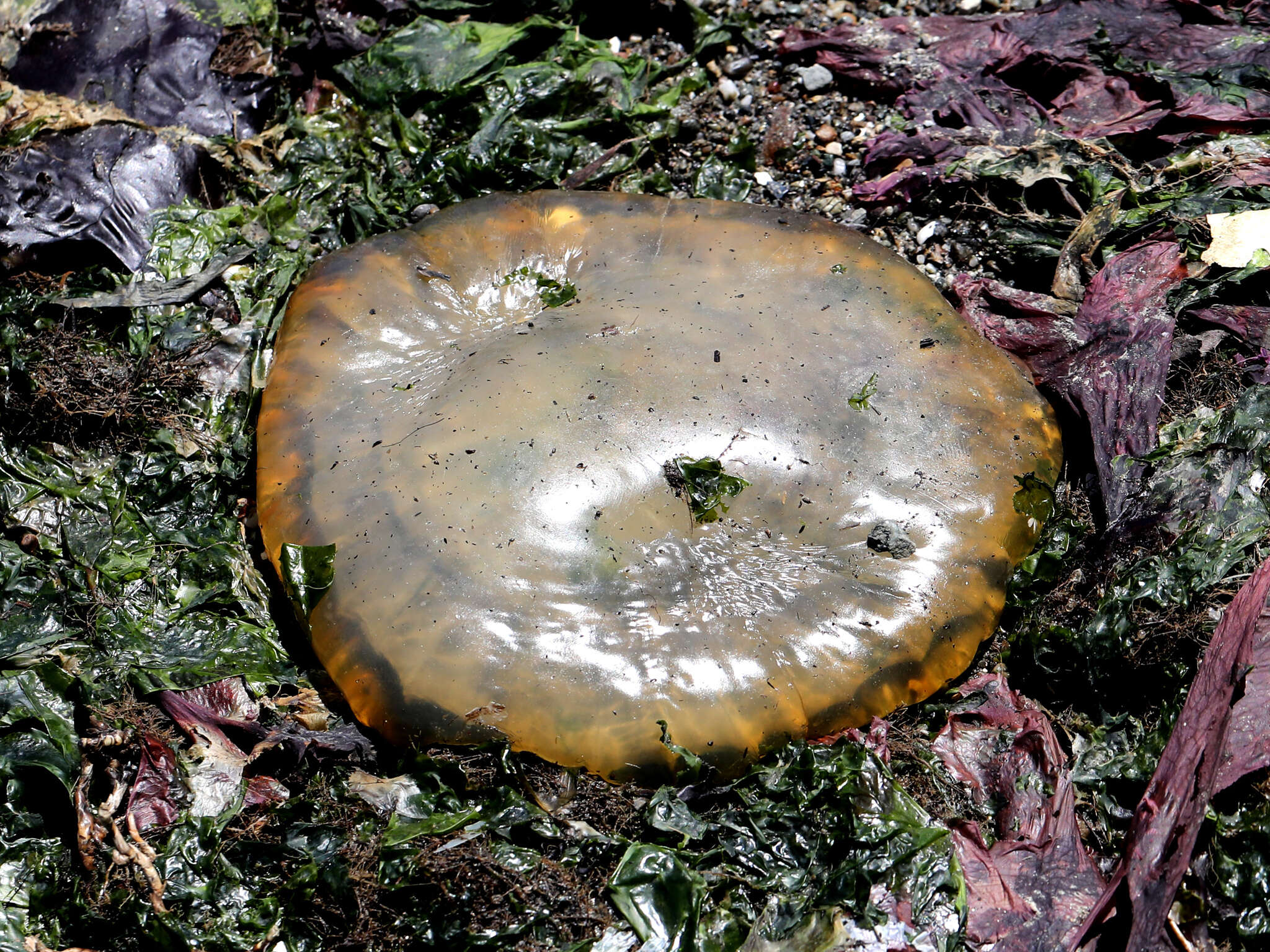 Image of Sea nettle