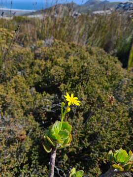 Image of Rock Babooncabbage