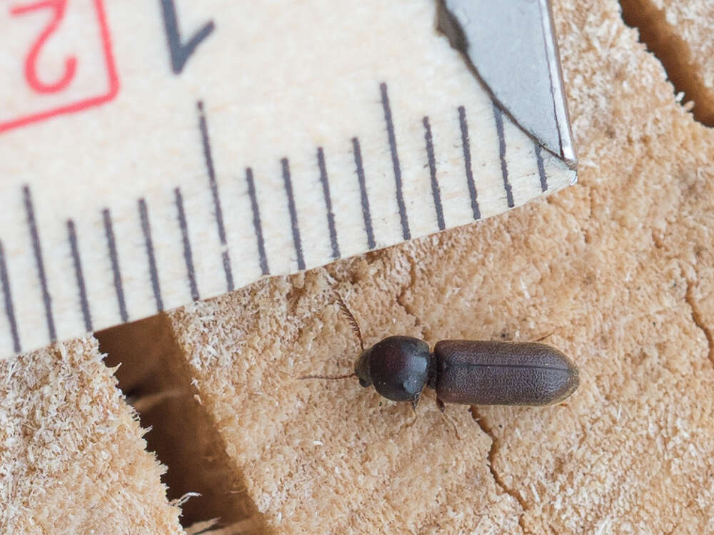 Image of Fan-bearing wood-borer