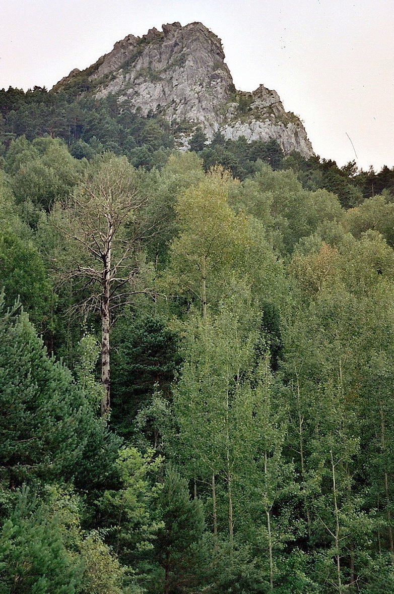 Populus tremula (rights holder: Jos Mara Escolano)