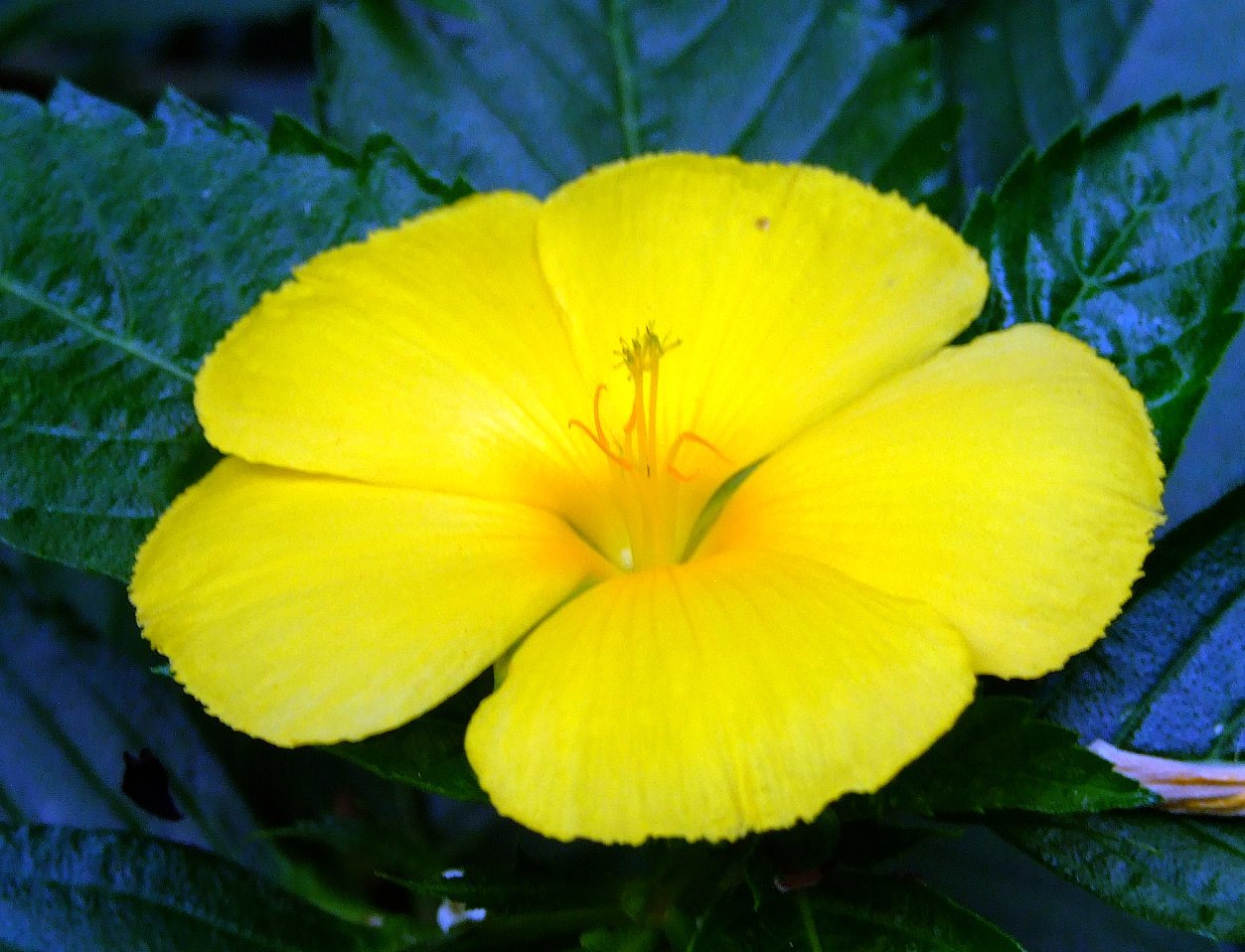 Turnera ulmifolia (rights holder: Kai Yan,  Joseph Wong)