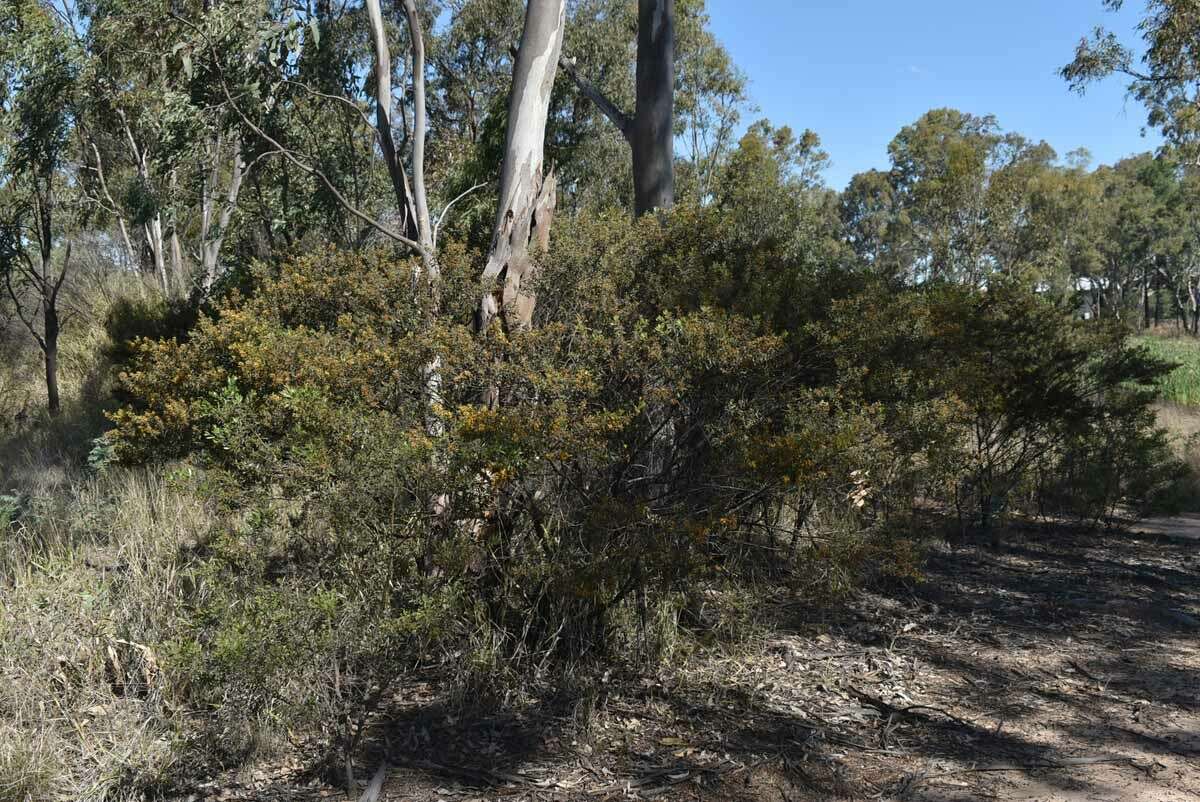 Image of Acacia ixiophylla Benth.