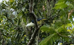 Image of Banded Fruit Dove