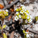 Crassula filiformis (Eckl. & Zeyh.) Dietr. resmi