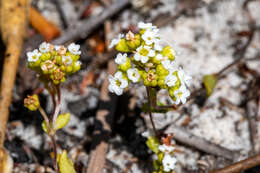 Crassula filiformis (Eckl. & Zeyh.) Dietr. resmi