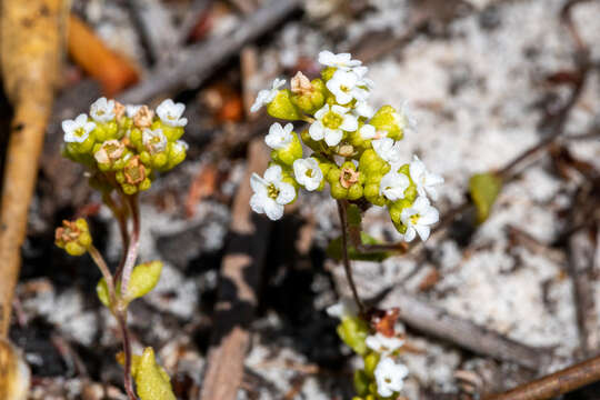 Image of Crassula filiformis (Eckl. & Zeyh.) Dietr.