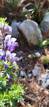 Image of Lupinus cacuminis Standl.