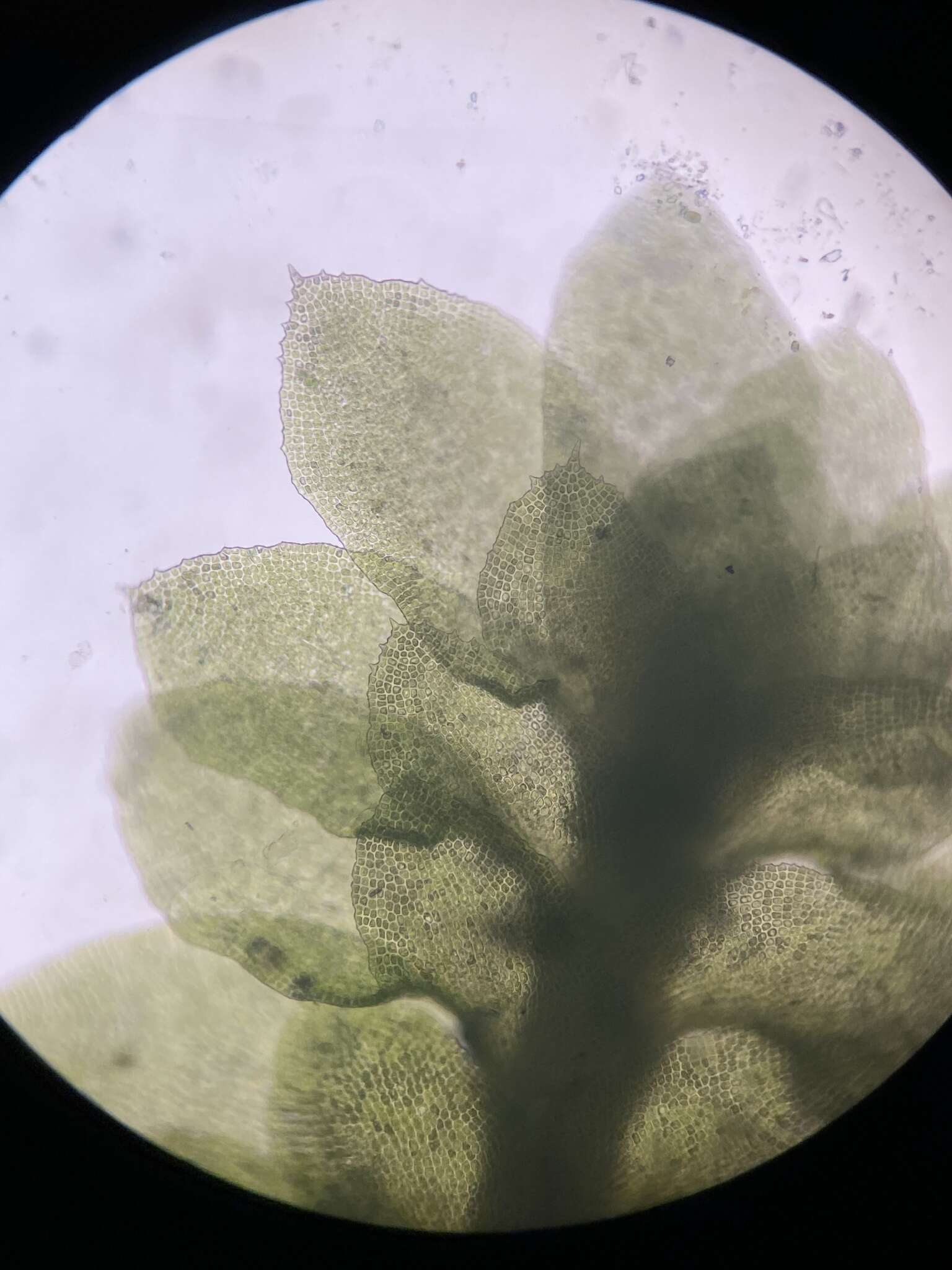 Image of Diplophyllum apiculatum (A. Evans) Steph.