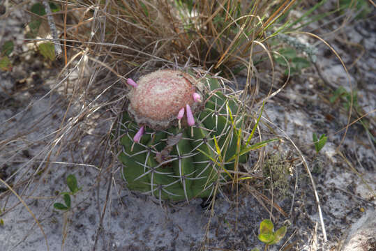 Melocactus paucispinus G. Heimen & R. J. Paul resmi