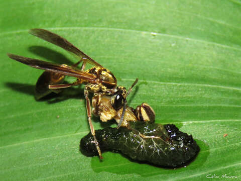 Image of Polybia chrysothorax (Lichtenstein)