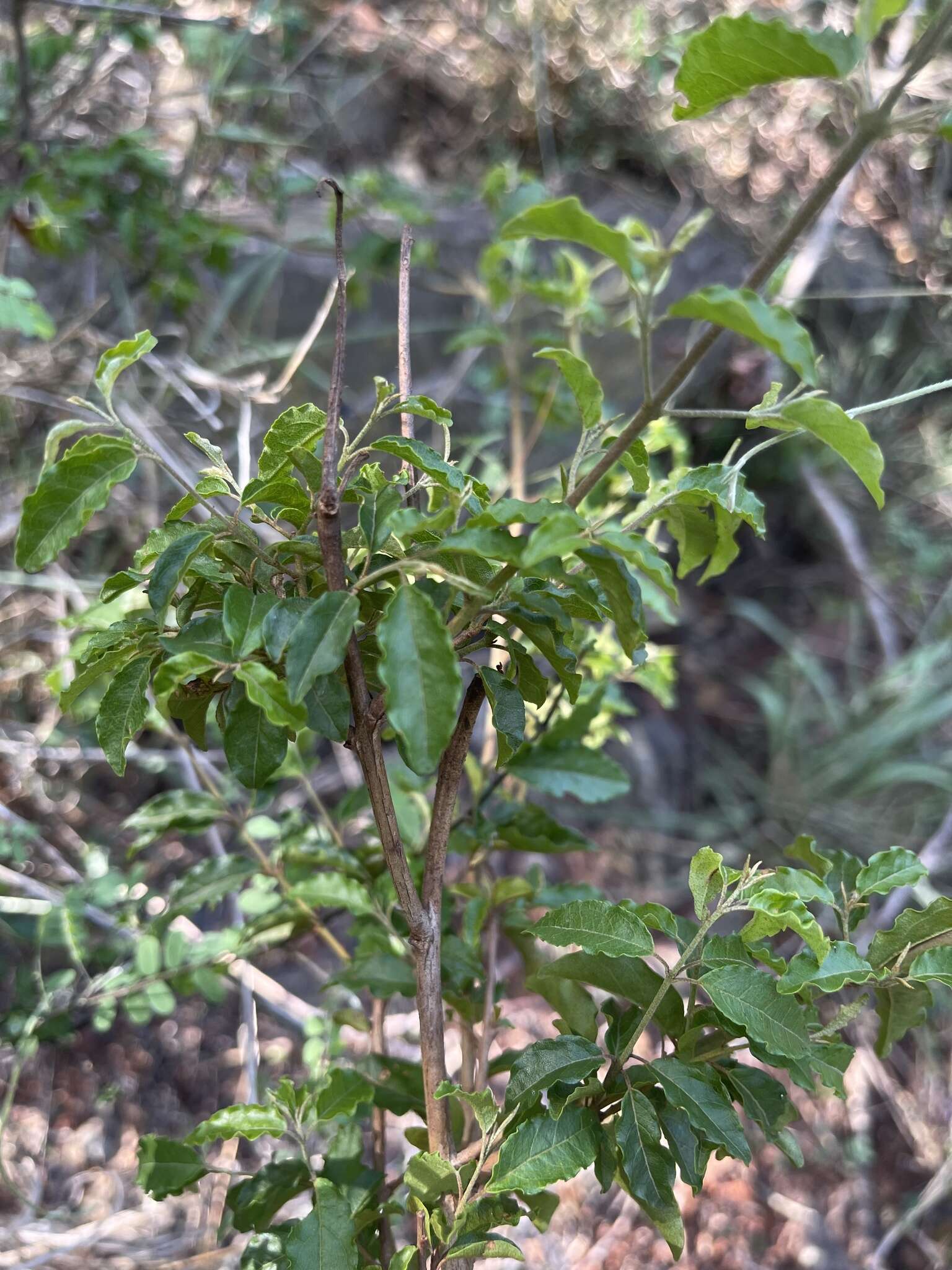 Imagem de Combretum padoides Engl. & Diels.