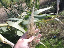 Plancia ëd Arundo donax L.