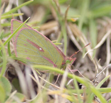 Image of Colias dimera Doubleday 1847