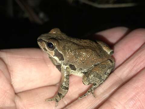 Image of Strecker's Chorus Frog