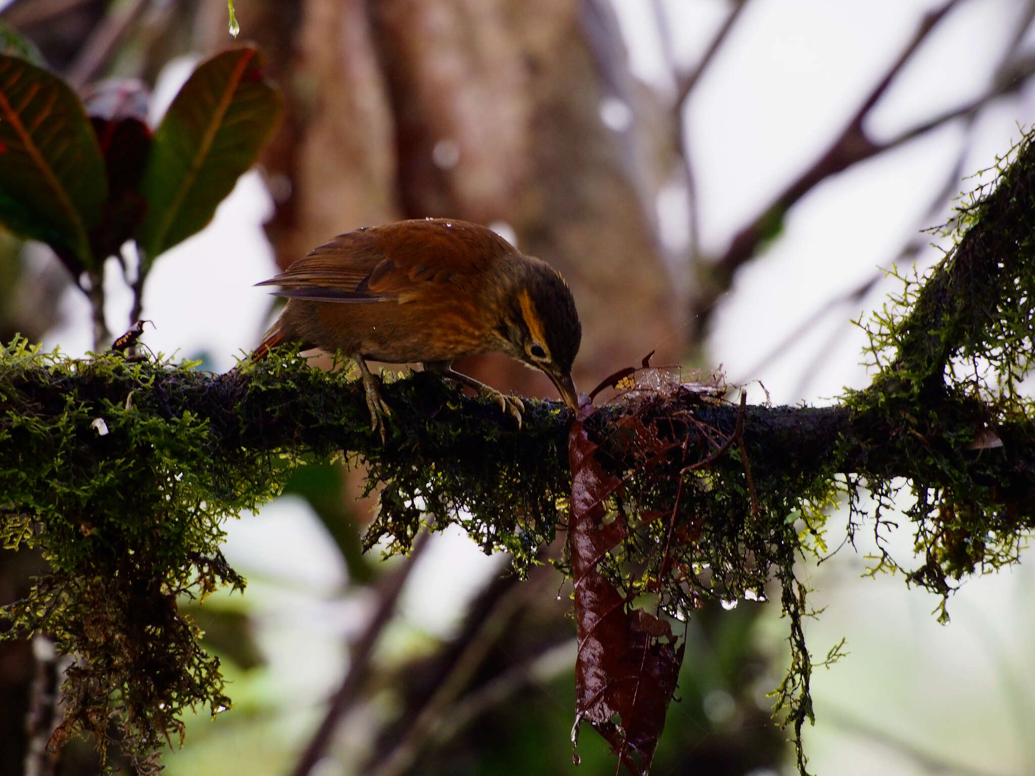 Image of Scaly-throated Foliage-gleaner