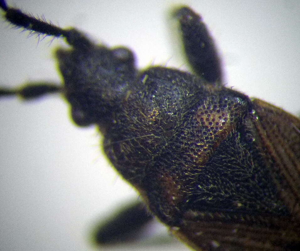 Image of Pezocoris apicimacula