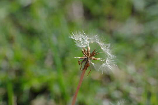 Image of Taraxacum hybernum Stev.