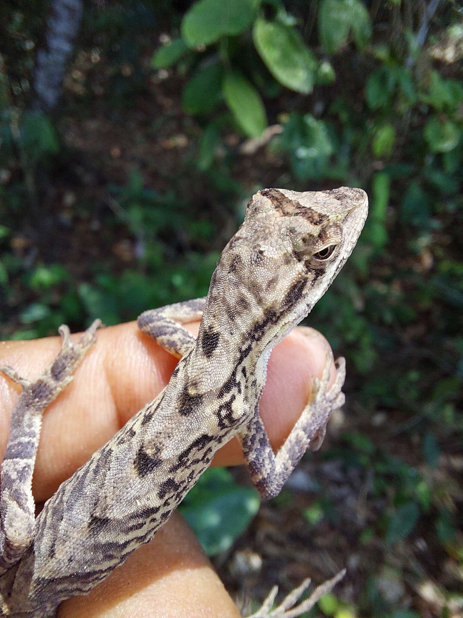 Слика од Anolis scypheus Cope 1864