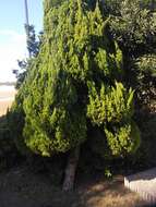 Image of Chinese Juniper