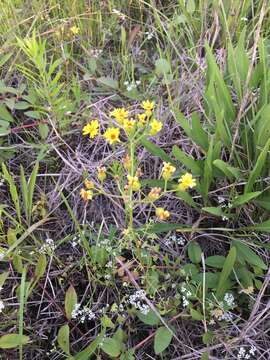 Image of Great Plains Groundsel