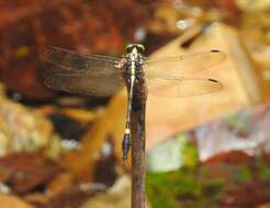 Imagem de Macrogomphus parallelogramma (Burmeister 1839)