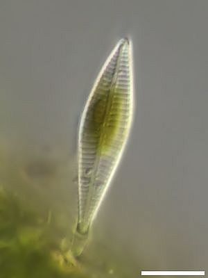 Image of <i>Gomphonema micropus</i>
