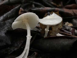 Image of Lepiota sequoiarum Murrill 1912