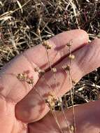 Image of Sandplain Flax