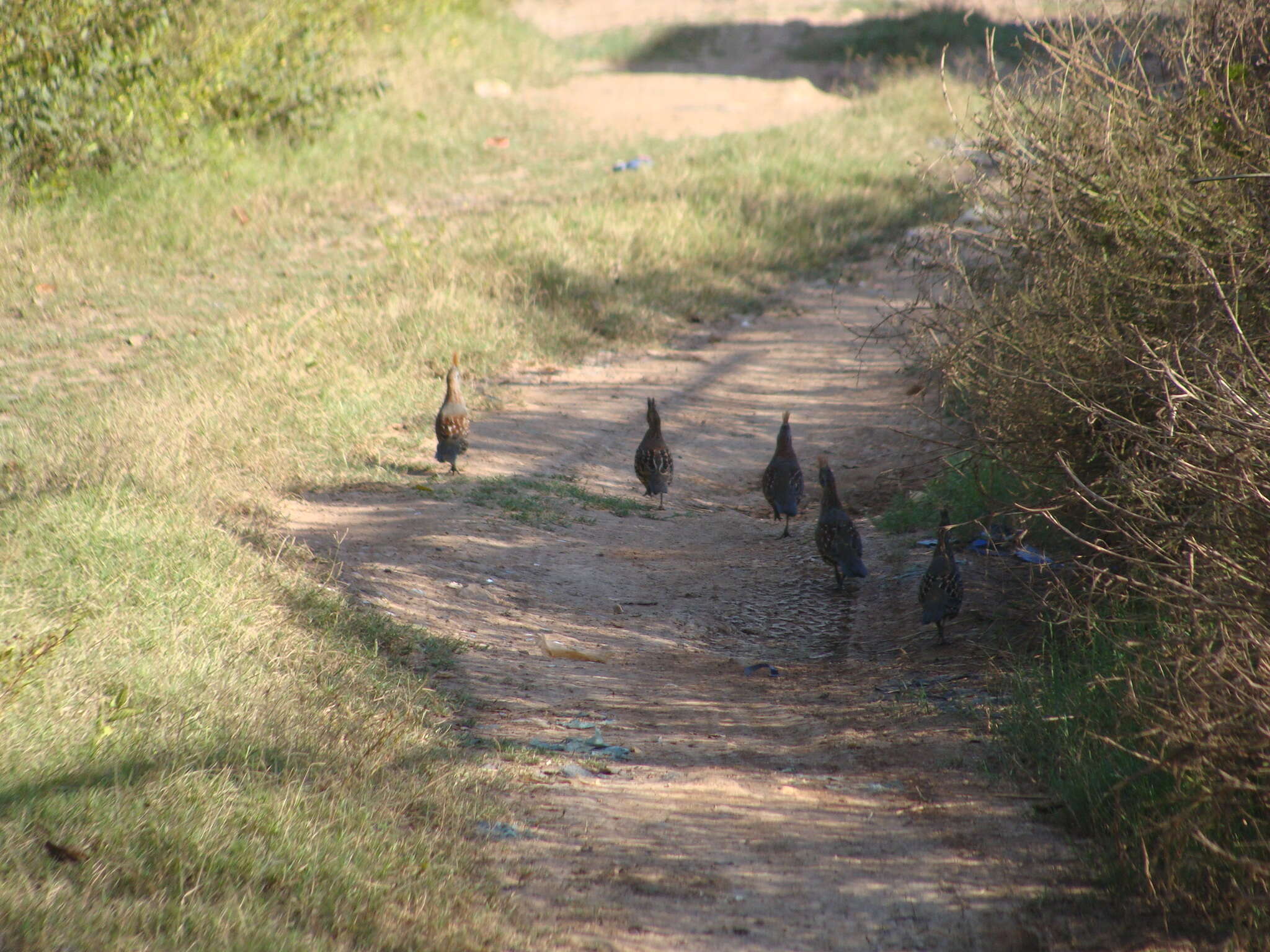 Image of Elegant Quail