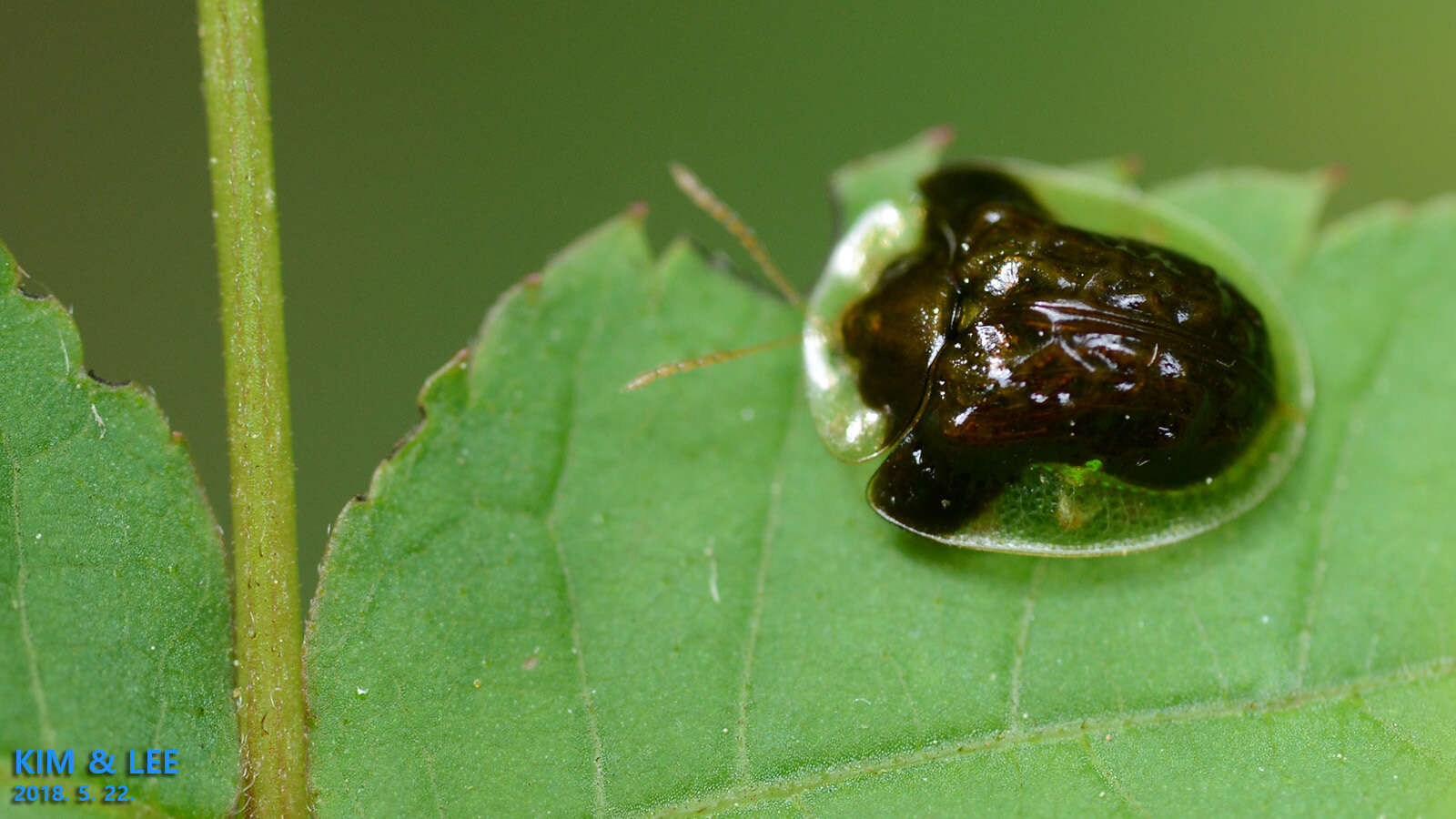 Image of Cassida (Crepidaspis) sigillata (Gorham 1885)