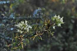 Imagem de Fouquieria purpusii T. S. Brandegee