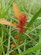 Imagem de Acalypha virginica L.