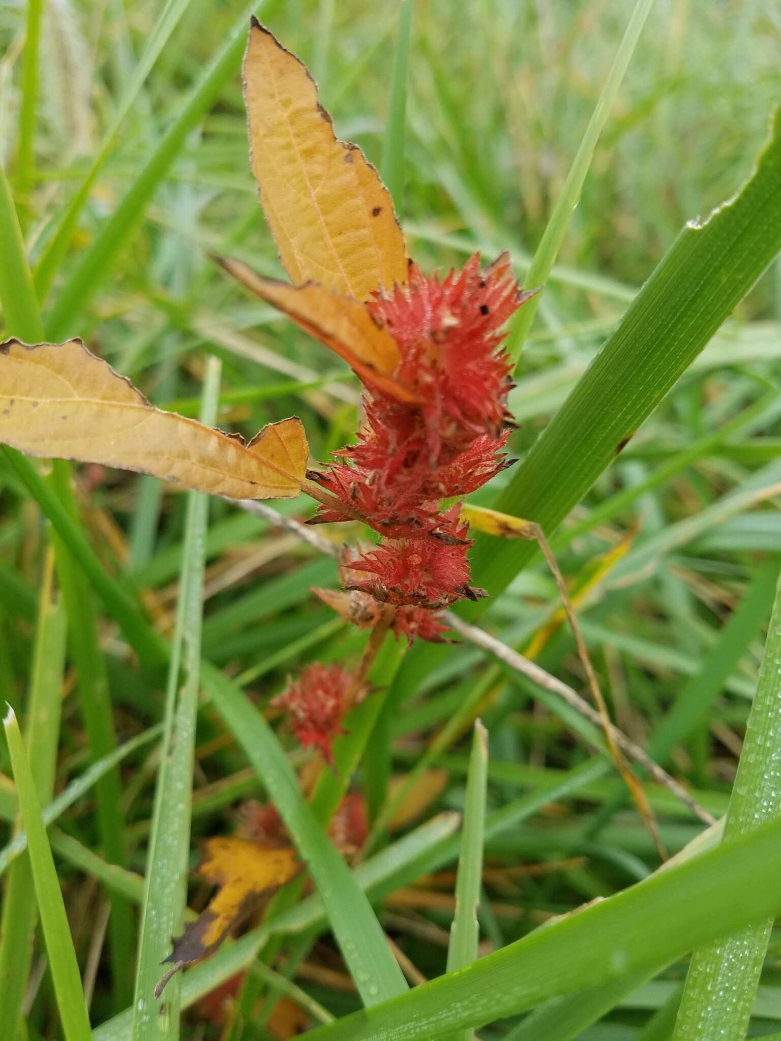 Imagem de Acalypha virginica L.