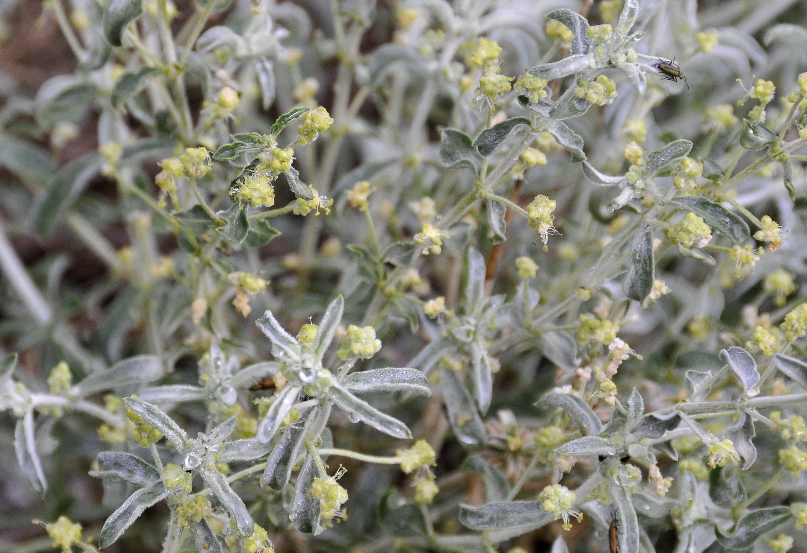 Mercurialis tomentosa (rights holder: Jos Mara Escolano)