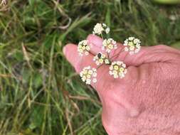 Pimpinella caffra (Eckl. & Zeyh.) D. Dietr. resmi