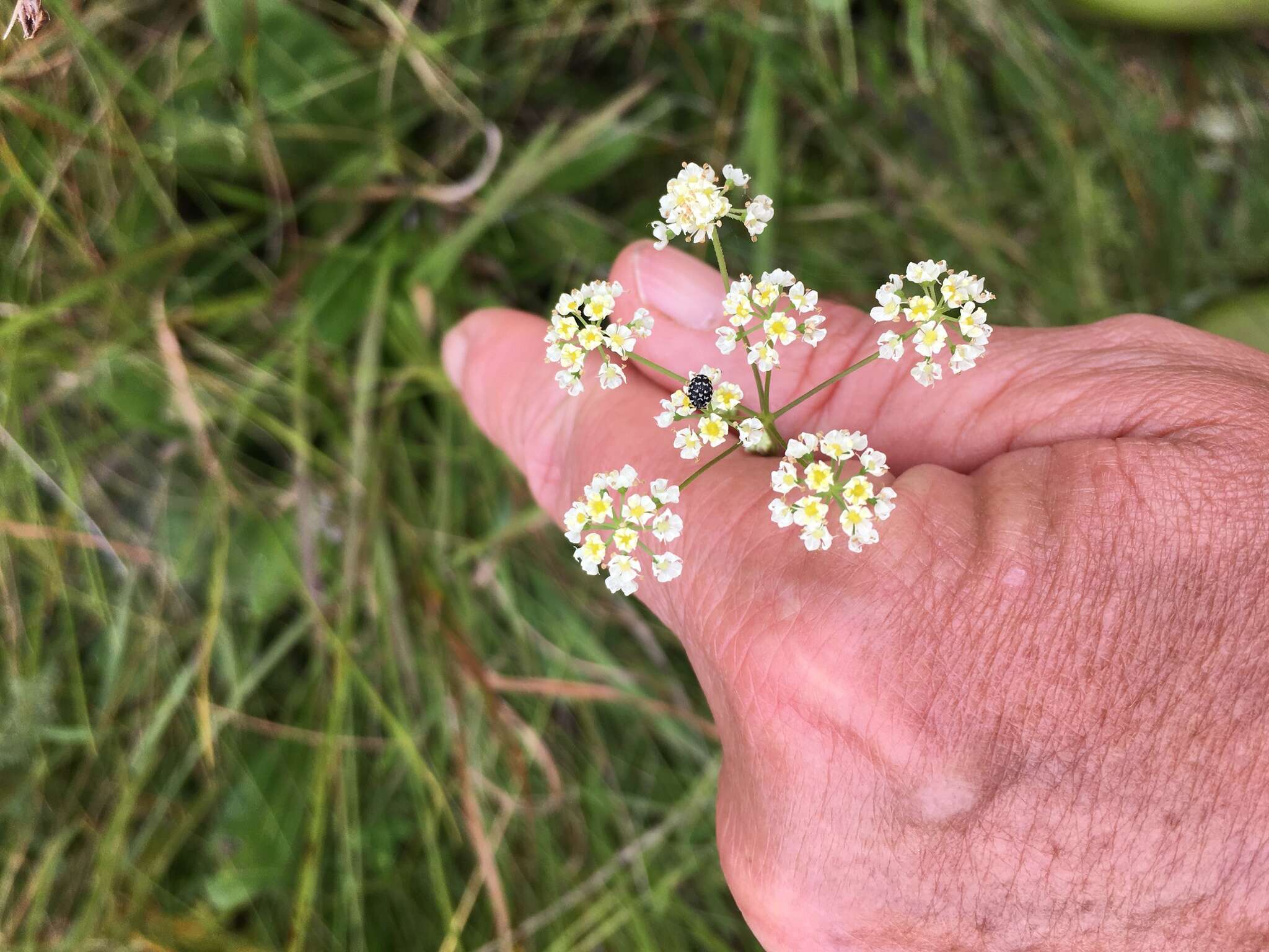 Image of Pimpinella caffra (Eckl. & Zeyh.) D. Dietr.