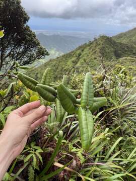 Image of Round-Leaf Melicope