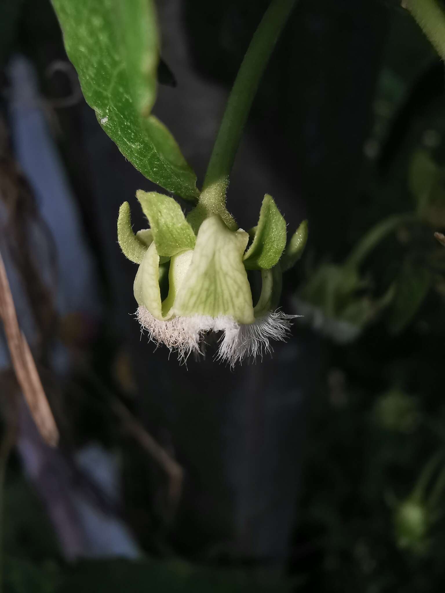 Image of Gonolobus sororius A. Gray ex S. Wats.