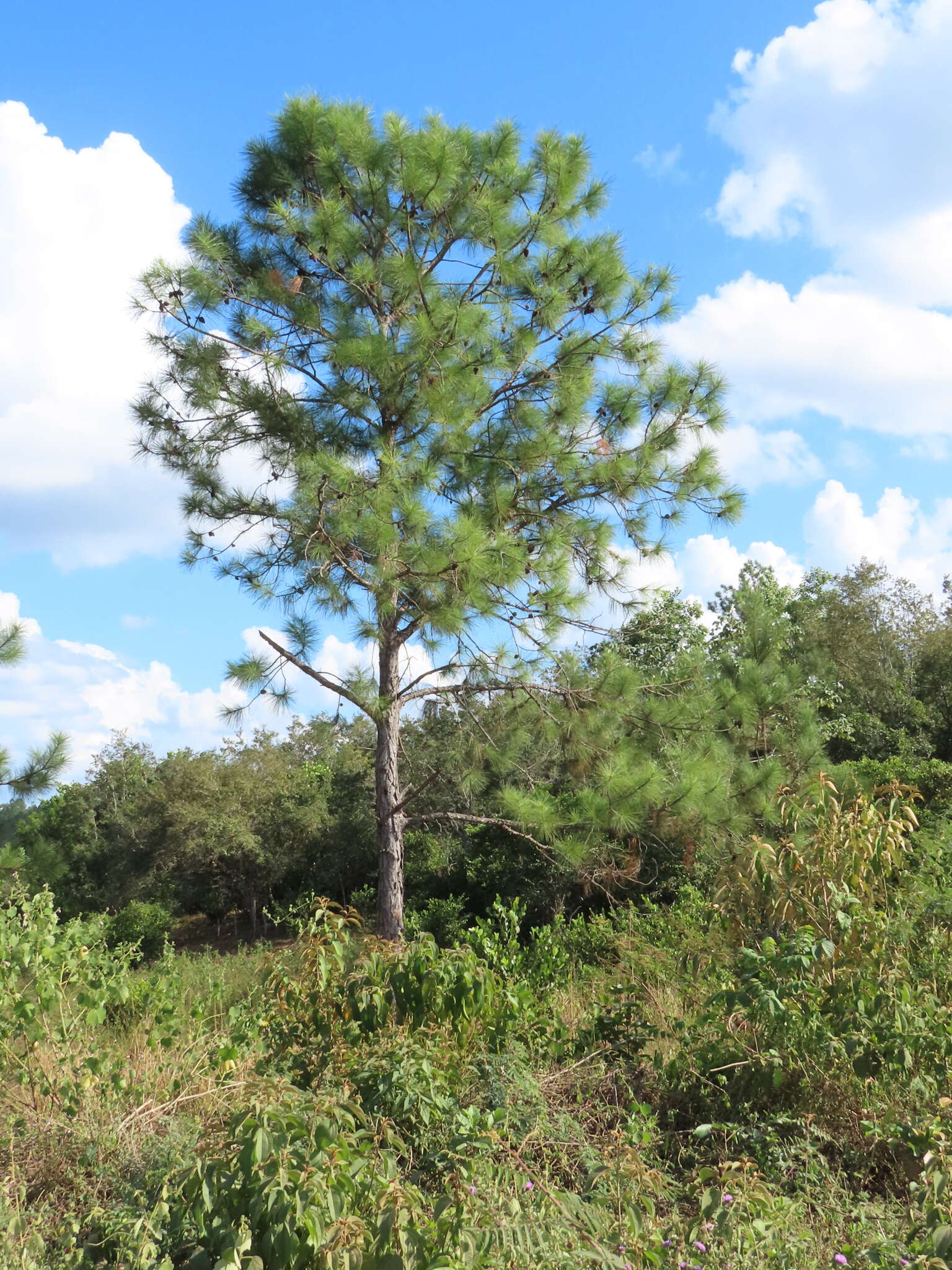 Image of Pinus caribaea var. caribaea