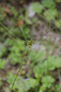 Слика од Carex echinata subsp. phyllomanica (W. Boott) Reznicek